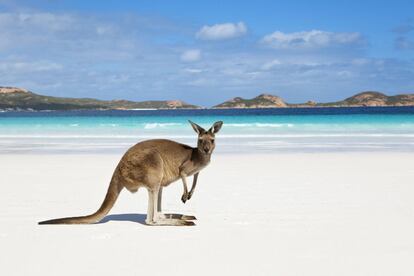 Un canguro en la playa de Lucky Bay, en el parque nacional australiano de Cape Le Grand.