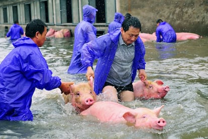 Empleados recogen cerdos de una granja inundada en Lu'an, provincia de Anhui, China.