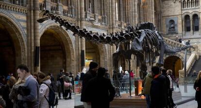 El dinosaurio Dippy, en el vestíbulo del Museo de Historia Natural de Londres.