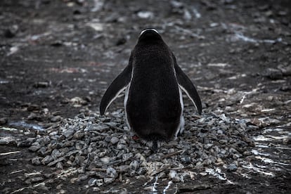 Pingüino en la Base Yelcho, Isla Doumer, Península Antártica.