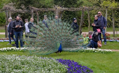 Un pavo real en esta isla berlinesa en el río Havel.