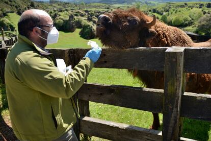 Un cuidador de Cabárceno, protegido con guantes y mascarilla, alimenta a un bisonte del zoo.