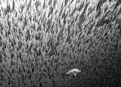 Un gran banco de peces se mueve de forma sincronizada en su huida del depredador, en Komodo (Indonesia).