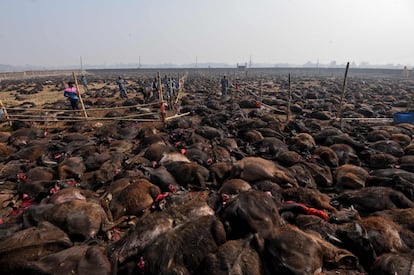 Búfalos recientemente sacrificados en el suelo durante el Festival de Gadhimai en Bariyarpur (Nepal), en el que se cree que es el mayor sacrificio de animales del mundo. 
