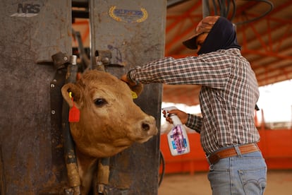 Un trabajador trata las heridas de una vaca en Chihuahua, el 16 de mayo.