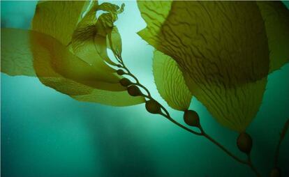 Alga Macrocystis pyrifera, que Ficosterra usa como biofertilizante.