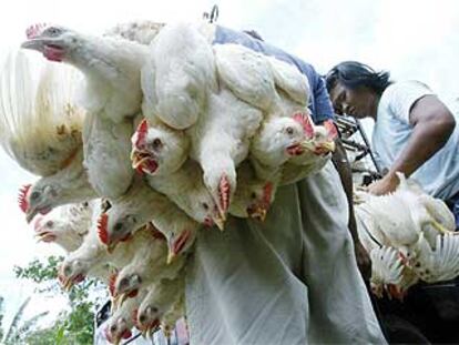 Un granjero transporta sus pollos para venderlos en un mercado de Timpag, en la isla indonesia de Bali.