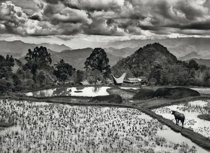 Panorámica de tierras arroceras y cafeteras en Sulawesi (también llamada isla de Célebes), en Indonesia. La imagen es de 2014.