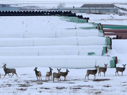 Ciervos en Gascoyne, Dakota del Norte, donde se almacenan las tuber&iacute;as para el oleoducto Keystone XL