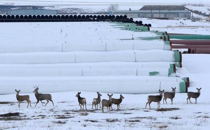 Ciervos en Gascoyne, Dakota del Norte, donde se almacenan las tuber&iacute;as para el oleoducto Keystone XL