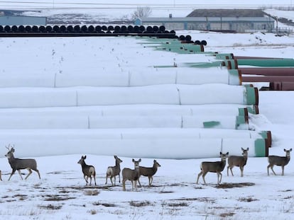 Ciervos en Gascoyne, Dakota del Norte, donde se almacenan las tuber&iacute;as para el oleoducto Keystone XL