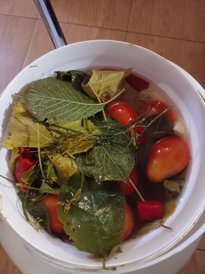 Tomates macerados en el frente de Kupiansk, el pasado septiembre.