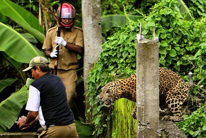 El leopardo (Panthera pardus), poco antes de lanzarse sobre el guardia forestal. Los guardias intentaron, sin éxito, tranquilizar con narcóticos al animal.