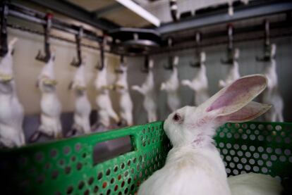 Un conejo en un matadero a la espera de ser sacrificado.