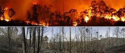 Arriba, las llamas consumen el bosque atlántico de las Fragas do Eume en los montes de A Capela la noche del sábado. La foto inferior muestra el estado de la vegetación el domingo por la tarde tras el paso del incendio.