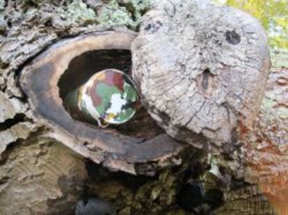 A los aficionados al Geocaching trabajarse los escondites de los cachés. En la imagen, uno camuflado en un tronco de árbol hueco.