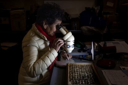 Luisa Ruz analiza muestras de abejas.