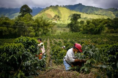 Plantaci&oacute;n de caf&eacute; en Gigante (Colombia).