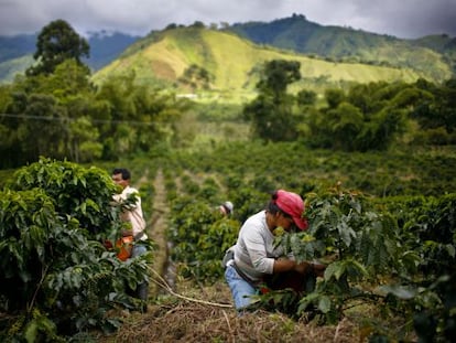 Plantação de café em Gigante (Colômbia).