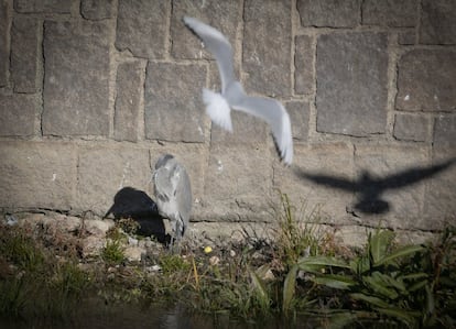 Algo que puede parecer sorprendente es ver a una enorme garza real tomando el sol bajo el puente de Toledo mientras pasan vehículos por encima de ella. Es un ave de gran tamaño —la mayor de las ardeidas que frecuentan España—, de figura estilizada, cuello largo y coloración general grisácea, con un diseño variable según la edad y la época del año. Durante el periodo reproductor, la cabeza de los adultos luce una coloración blanca y aparece adornada por una línea negra y un par de largas plumas también negras. El cuello, blanco, se halla surcado longitudinalmente por dos bandas paralelas negruzcas. El largo y afilado pico presenta un tono rojizo, y las regiones dorsales son mayoritariamente cenicientas, con una llamativa mancha negra en los hombros. Fuera de la época de cría, el diseño es menos contrastado, sin las plumas ornamentales de la cabeza y con el pico amarillento. En vuelo adopta la postura característica de las garzas, con el cuello encogido en forma de S y las patas estiradas sobresaliendo por detrás de la cola, aunque la garza real se diferencia del resto por su gran tamaño. No es demasiado habitual encontrar este ave como reproductora en España, donde se concentra especialmente en las cuencas de los grandes ríos. También está presente en el delta del Ebro y la albufera de Valencia. Es un gran espectáculo verla en el Manzanares.