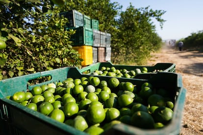 paro de productores de limon en Michoacan