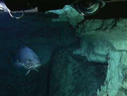 La Unesco hace un llamamiento para proteger las maravillas submarinas que quedan lejos de cualquier jurisdicción nacional