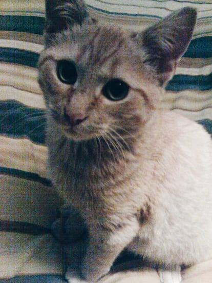 ‘Bruno’, el gato de Manuel Jabois, en una foto de 2005.
