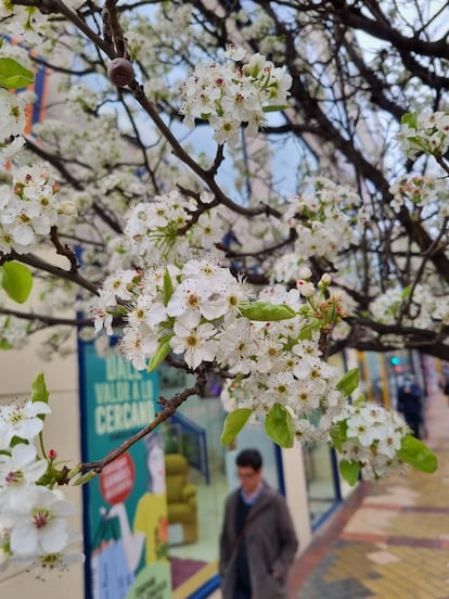 Flores de peral, en la calle de Marcelo Usera.