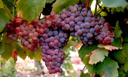 Uvas de garnacha gris.