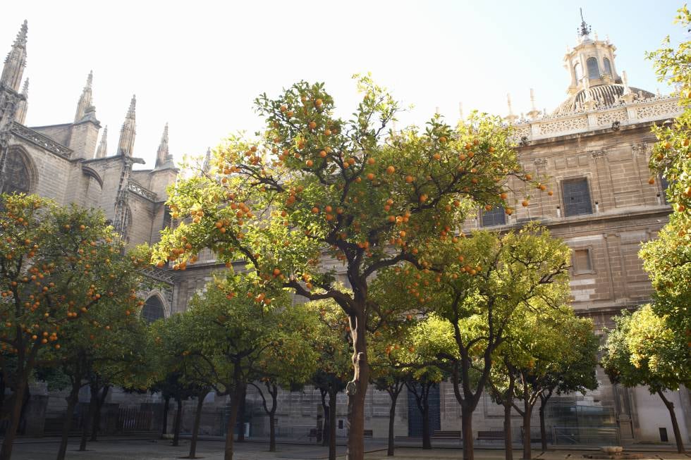 Árboles de naranjas en Sevilla.