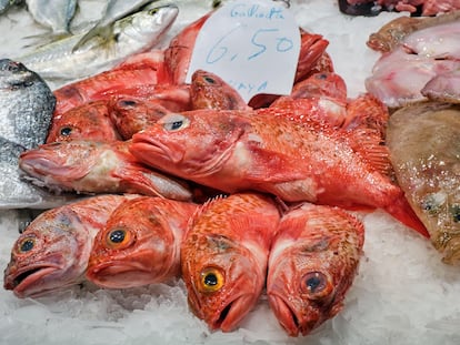 Escórpora gallineta, a un mercat de Barcelona.