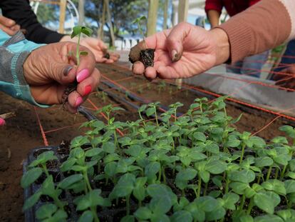 Dos mujeres transplantan plantines en el invernadero en Obispo Trejo.
