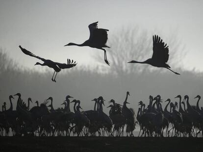 Unas grullas sobrevuelan el Parque Natural y Santuario de aves Agamon Hula en Israel.