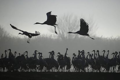 Unas grullas sobrevuelan el Parque Natural y Santuario de aves Agamon Hula en Israel.