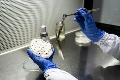 Melissa Rivera, estudiante de biología, revisa las semillas de frailejón, en el laboratorio de fisiología vegetal de la UdeA, el 25 de noviembre de 2024.