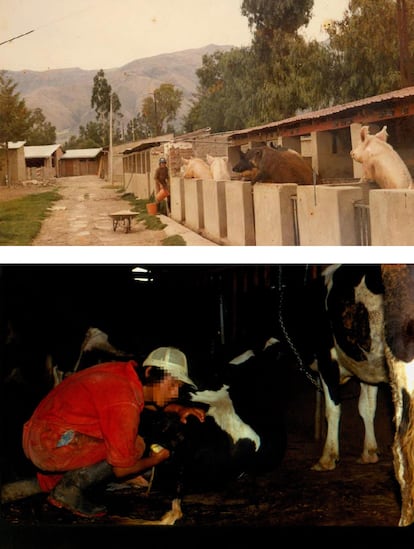 Alumnos de los cursos superiores del Juan XXIII, en Cochabamba, dando de comer y cuidando a los animales.