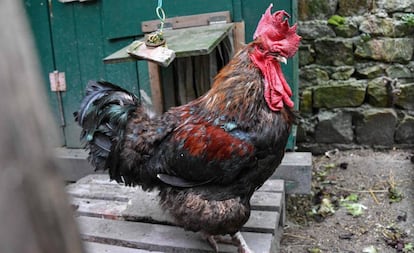 El gallo 'Maurice', centro de una batalla jurídica que ha enfrentado el mundo rural y el urbano.