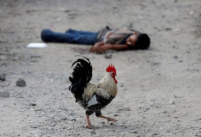 A rooster walks in front of the corpse of a gang member in San Pedro Sula (Honduras), in September 2018.