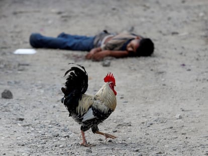 A rooster walks in front of the corpse of a gang member in San Pedro Sula (Honduras), in September 2018.