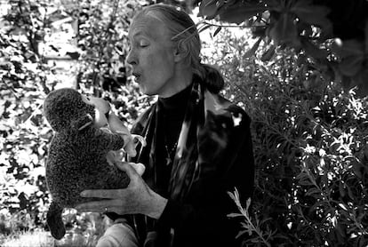 Jane Goodall, etóloga que ha estudiado el comportamiento de los chimpancés, posa con un mono de peluche en Barcelona, el 9 de junio del 2000.
