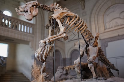 Esqueleto de un 'Megatherium americanum' en el Museo Argentino de Ciencias Naturales “Bernardino Rivadavia” de Buenos Aires, Argentina.