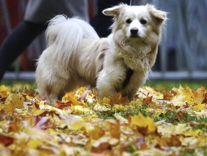 ¿Pedirías un permiso pagado para cuidar de tu perro?