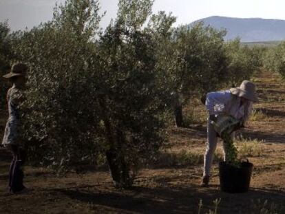 Labores de recolecci&oacute;n de aceitunas de mesa manzanilla en el olivar de una fina de Mor&oacute;n de la Frontera (Sevilla).