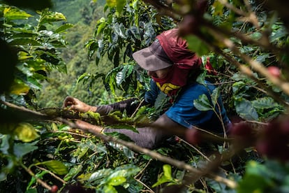 A worker picks coffee berries in Fredonia, in the Colombia department of Antioquia.