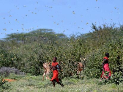 Langosas del desierto invaden la región de Samburu, Kenia.
