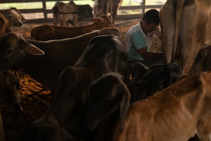 Fernando Reyes, ordeñando sus vacas.