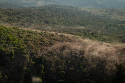 Locust plagues in Kenya