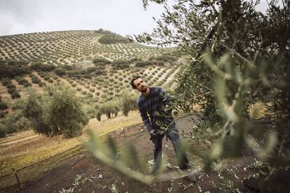 Un agricultor varea de forma tradicional un olivo para recoger la aceituna.