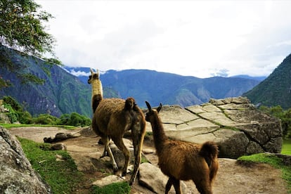 Las llamas son las reinas del lugar.