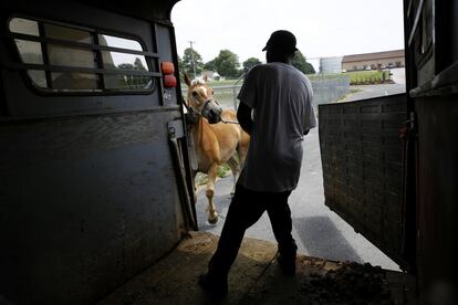 James Rich, miembro de un establo árabe de Baltimore, mete un caballo en un remolque, en New Holland, Pensilvania (EE UU).